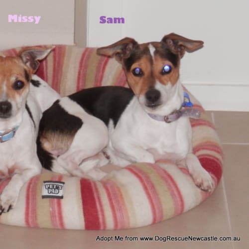 Sammy, Mini Foxy (On Trial 20/9/14)