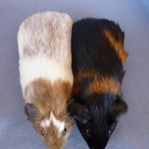 Tobin and Dax