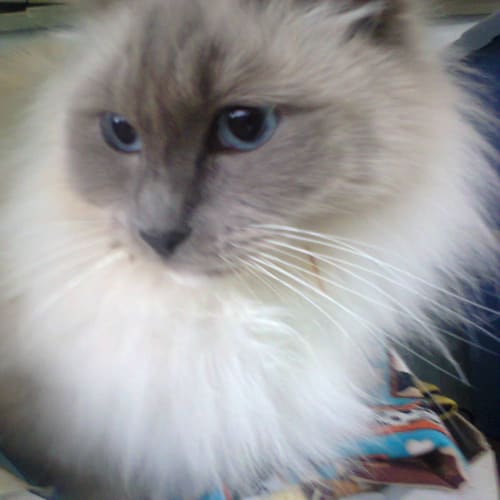 Bella