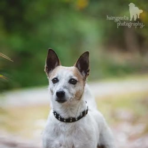 Sally - Adoption Pending