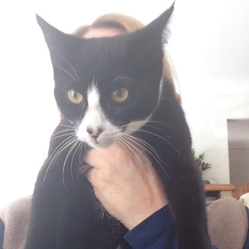 Moggy (The Pet House, Westfield Tuggerah)