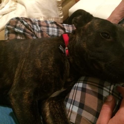 Kacey the wonder dog house trained social paw