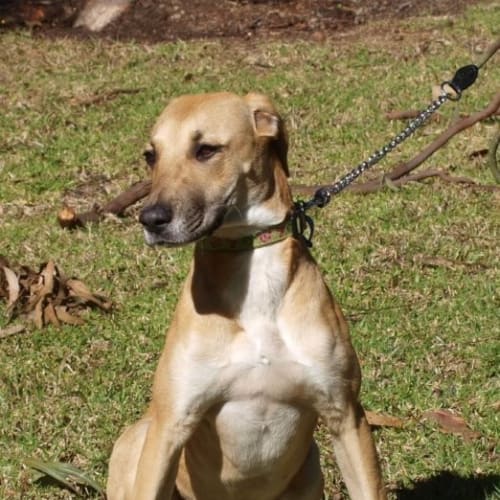 Piper (On Trial 10/8/14)