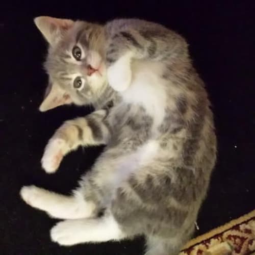 Ivy - Kitten Kapers Rescue