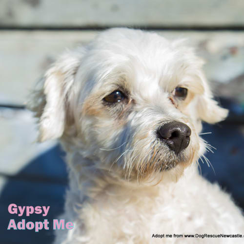 Gypsy (On Trial 12/8/14)