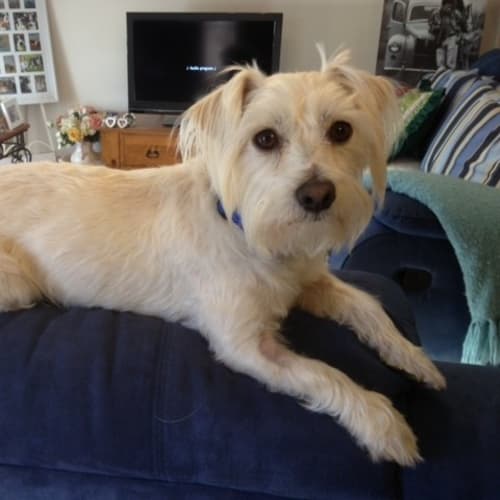 Toby *On Trial in His New Home*