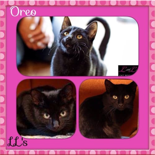 Oreo