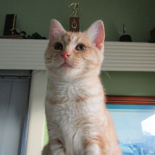 Hazel