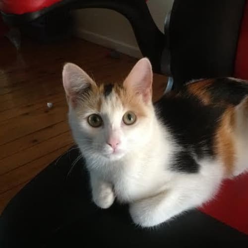 Daisy   Kitten Kapers Rescue