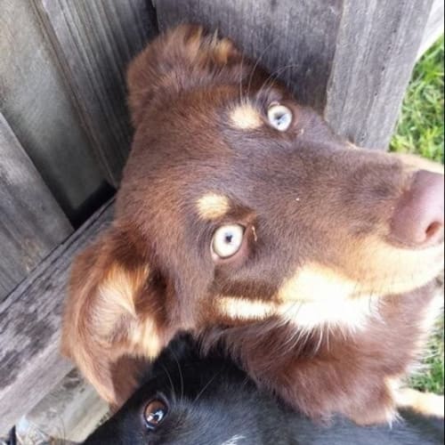 Coby (and Delilah)