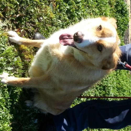 Tilly (D732) House trained/cat friendly