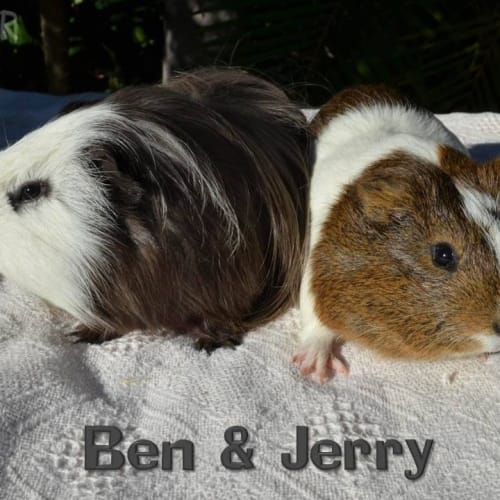 Ben and Jerry