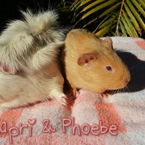 Capri and Phoebe