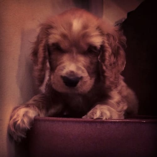 Dougal