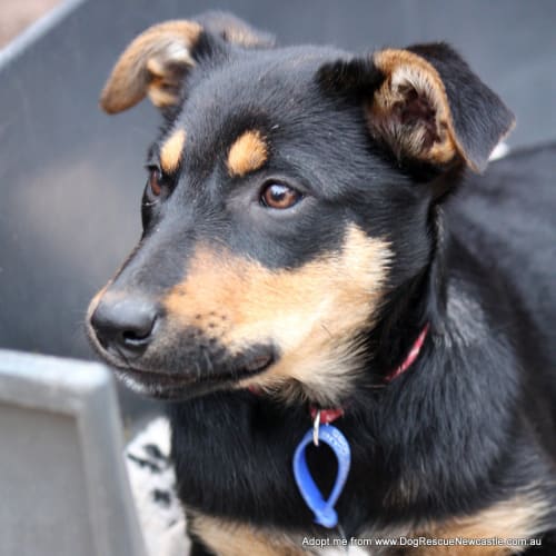 Puppy Anna, kelpie (On Trial 17/8/14)