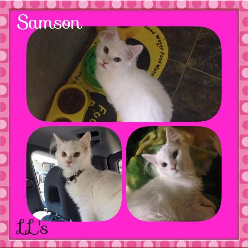 Samson