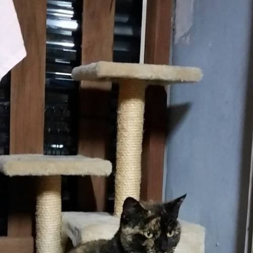Princess