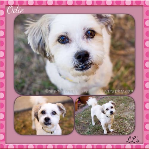 Odie