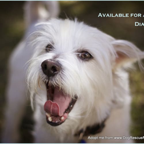 Diamond (On Trial 17/8/14)