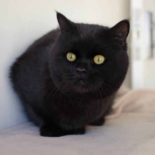 Puff Catty