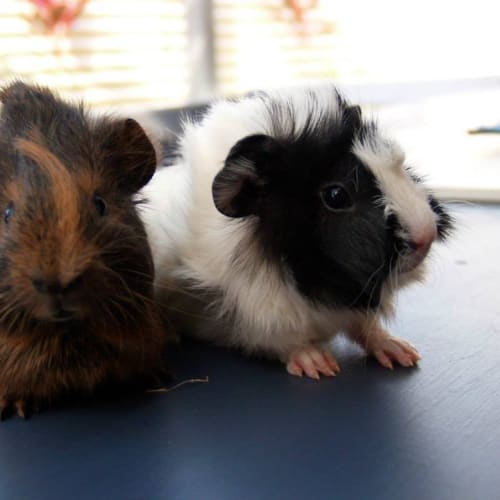 Coffeebean and Tippie