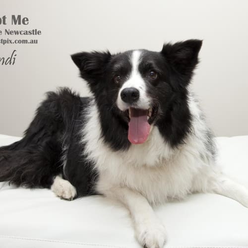Beautiful Bindi the border collie (On Trial12/8/14