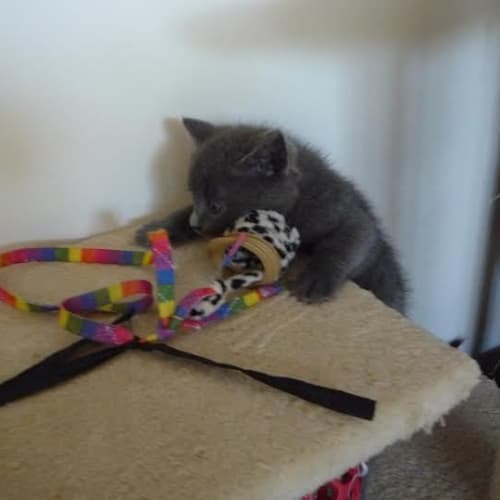 Ripley  Kitten Kapers Rescue