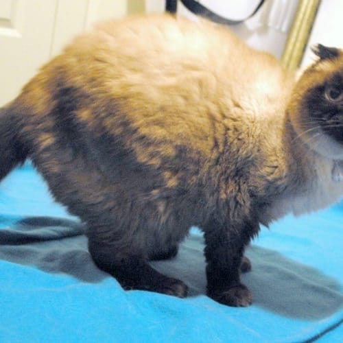 Foldy - Special Needs