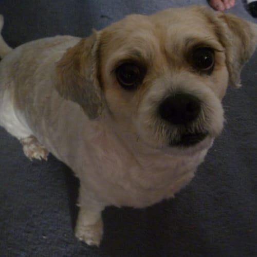 Bonnie