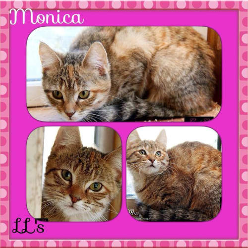 Monica