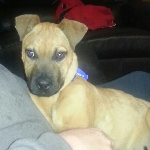 Muscles ~ puppy (On Trial 21/8/14)