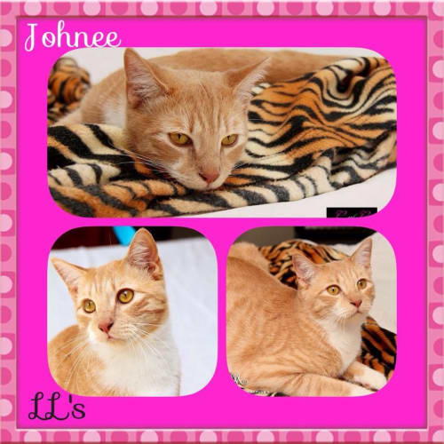 Johnee
