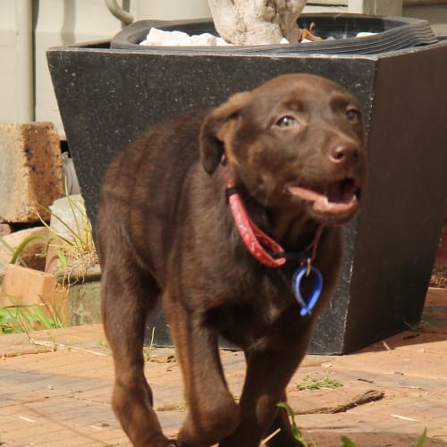 Puppy Harmony (On Hold, yard check  (26/8/14)