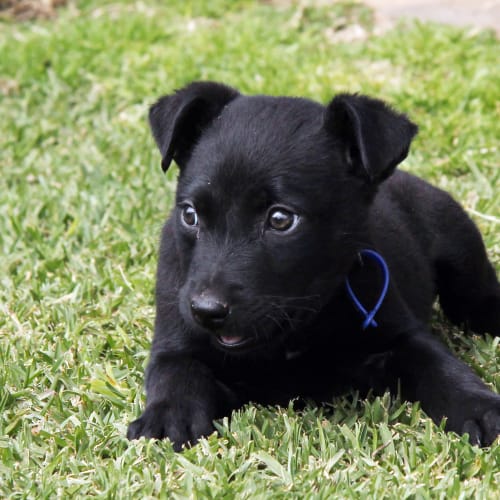 Mr Tangles (On Trial 19/9/14) ~ Lab x kelpie puppy