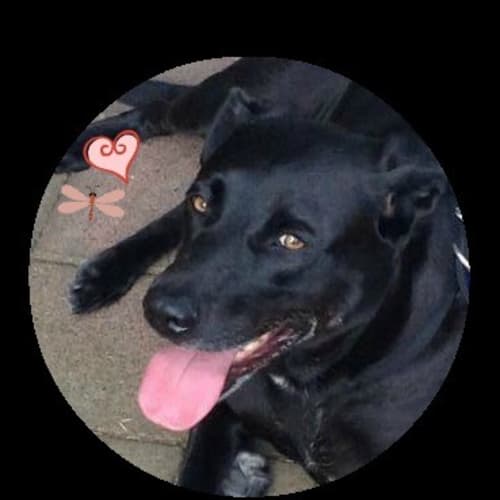 Cinda the Labrador (On Trial 30/8/14)