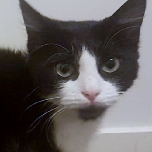 Jasmine 🎋 The stunning Teen-Cat