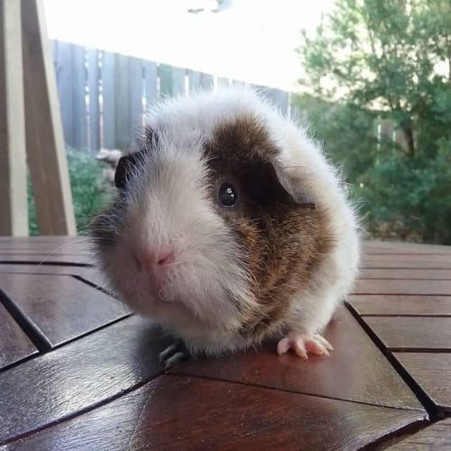 Silkybuns