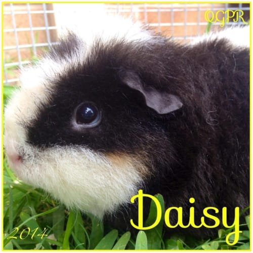 Daisy