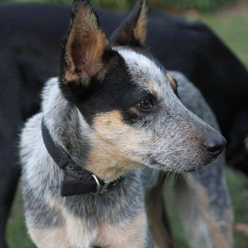 No photo for Nulla
