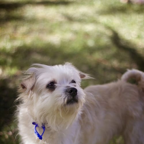 Aluka (On Trial 7/9/14) ~ Pretty Maltese