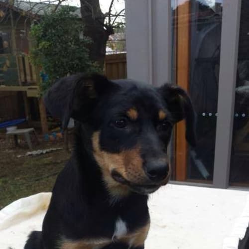kelpie X pups