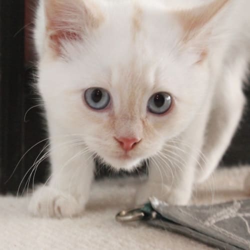 Kimba