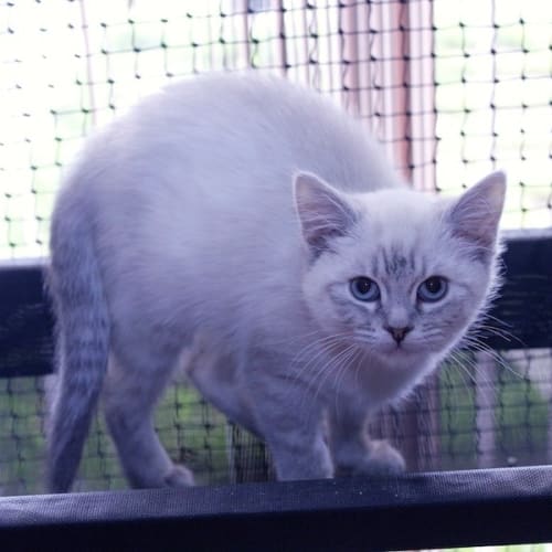 Kiki