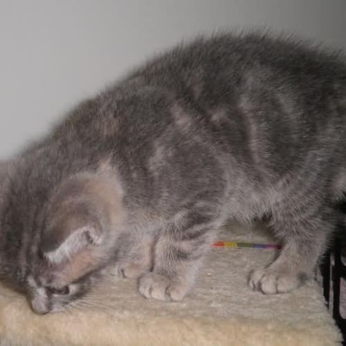 Rollo  Kitten Kapers Rescue