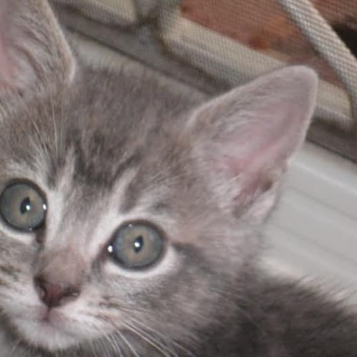 Sapphire  Kitten Kapers Rescue