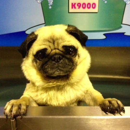 Luke (Squawks Pet Store)