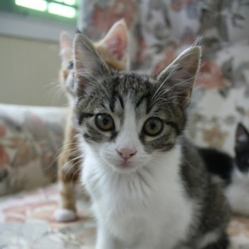 Freya