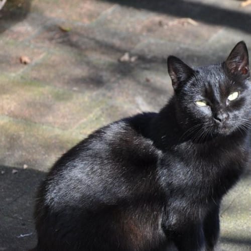 "Shimmer" - Purrfect Match
