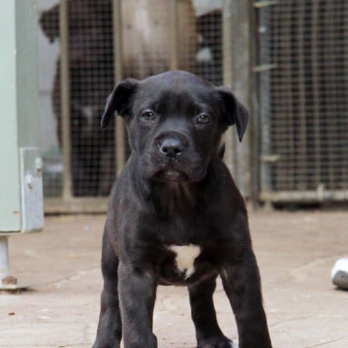 Xanthe (On Trial 13/9/14)~ Labrador x Mastiff Pup