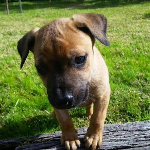 Marley